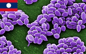 警戒！カンボジアと国境を接するラオスの州で炭疽菌感染52人を確認　